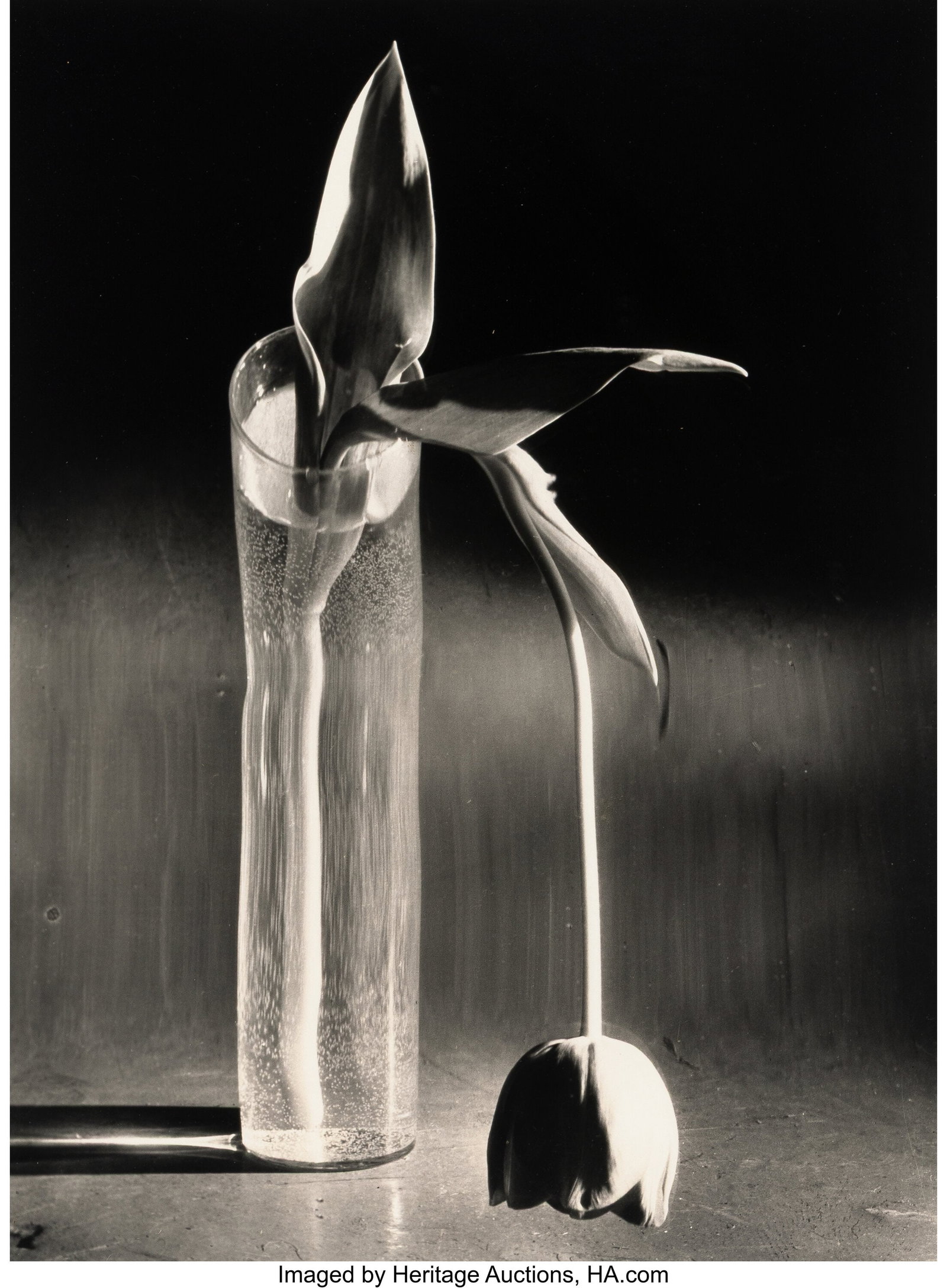 André Kertész (American/Hungarian, 1894-1985) : André Kertész (American/Hungarian, 1894-1985) Melancholy Tulip, 1939 Oversized gelatin silver print, printed later 19-1/4 x 14-3/8 inches (48
