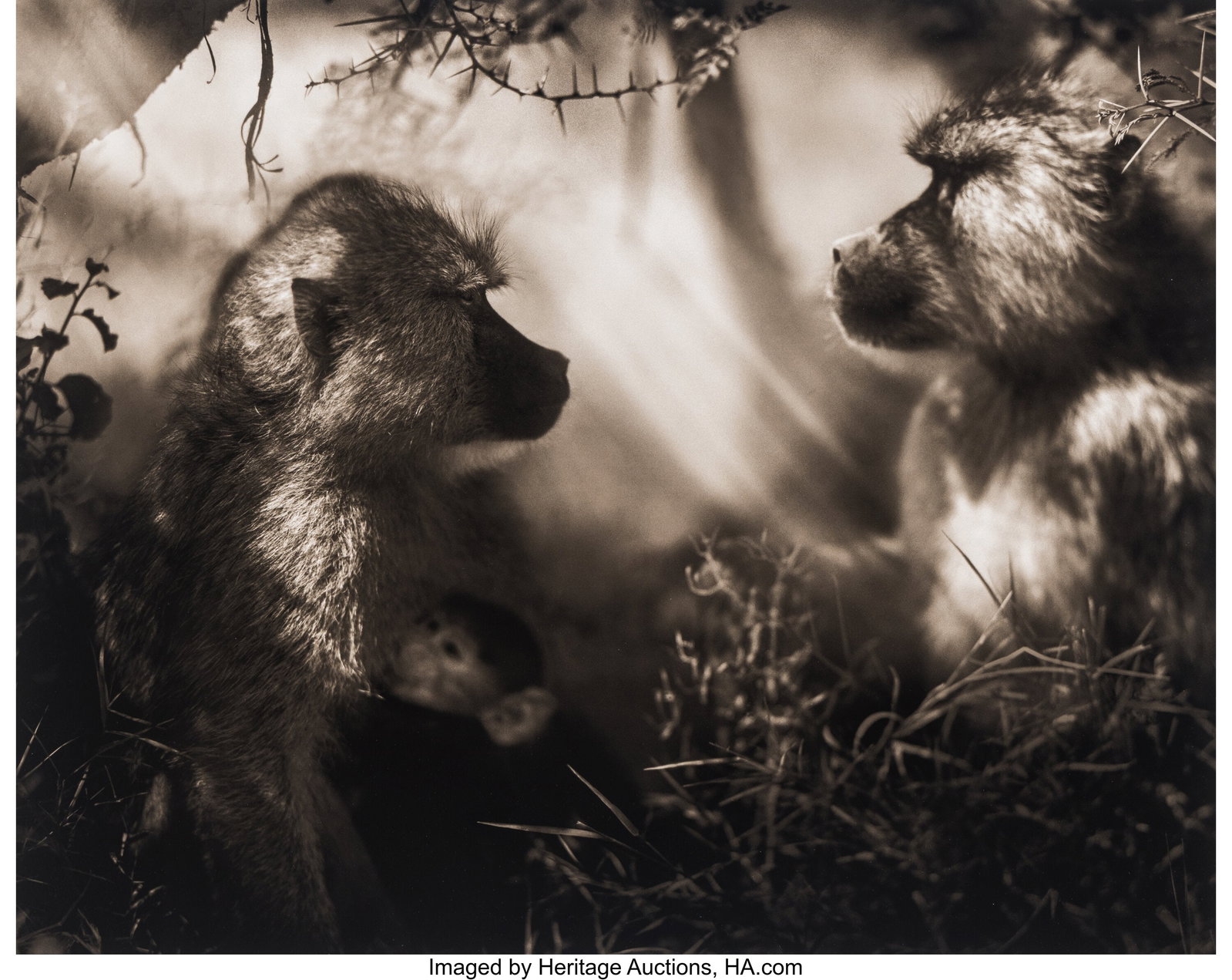 Nick Brandt (English, b. 1964) Baboons in Profil: Nick Brandt (English, b. 1964) Baboons in Profile, Amboseli, 2007 Digital pigment print 19-3/4 x 24-7/8 inches (50.2 x 63.2 cm) &lpar