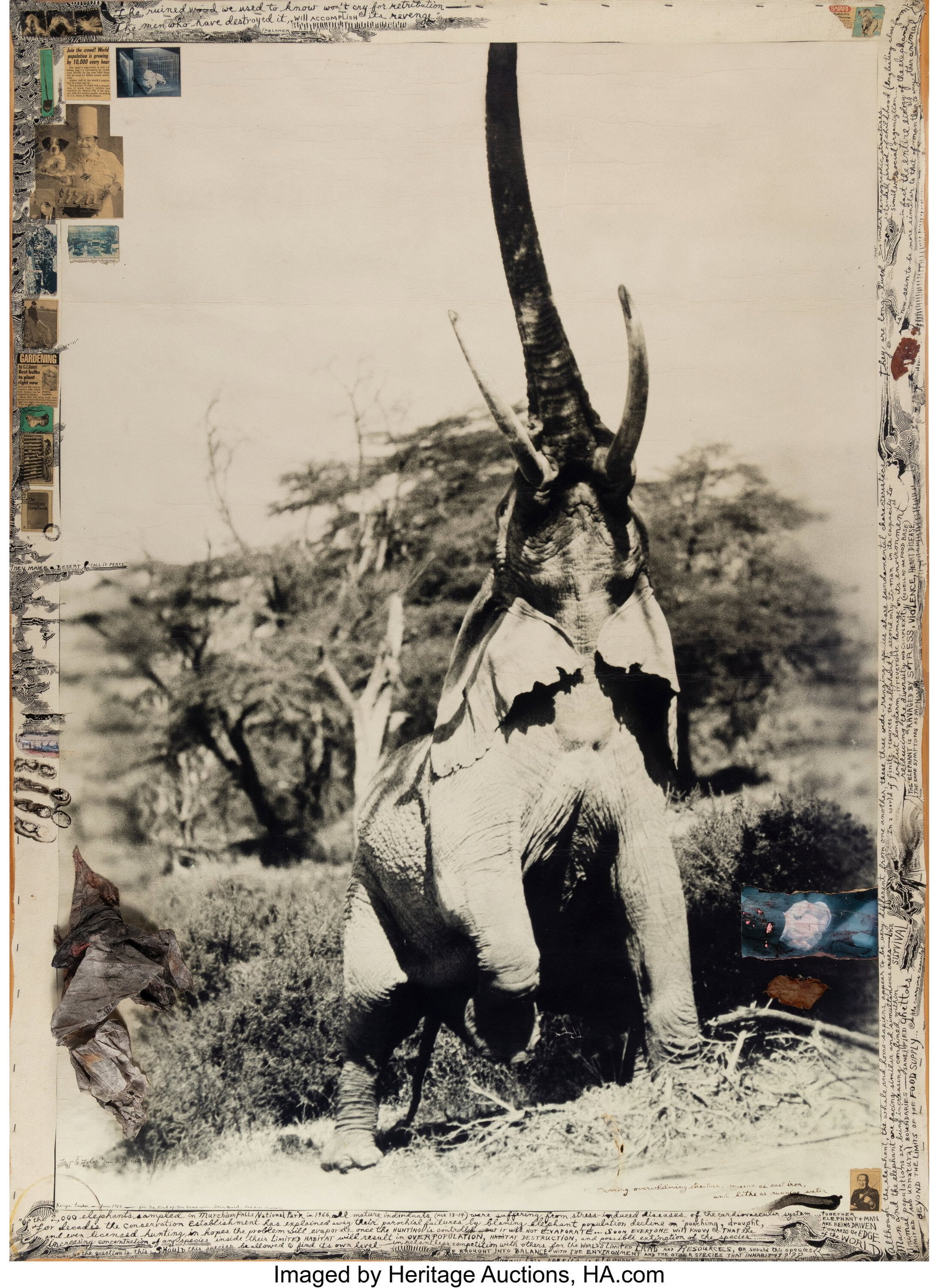 Peter Beard (American, 1938-2020) Kenya Tusker, : Peter Beard (American, 1938-2020) Kenya Tusker, for the End of the Game, June, 1960 Gelatin silver print, applied mix media, blood, and ink on canva