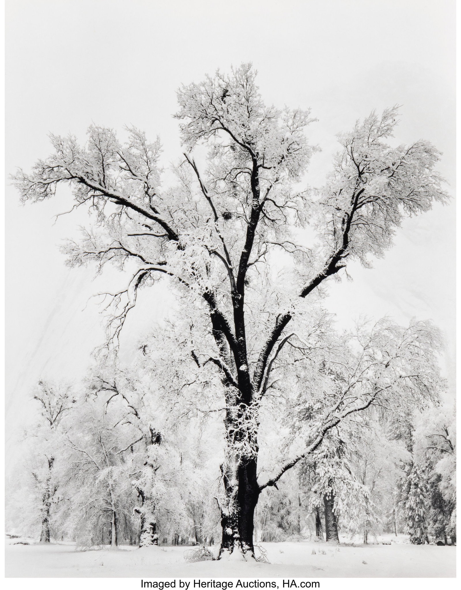 Ansel Adams (American, 1902-1984) Oak Tree, Snow (1 of 3)