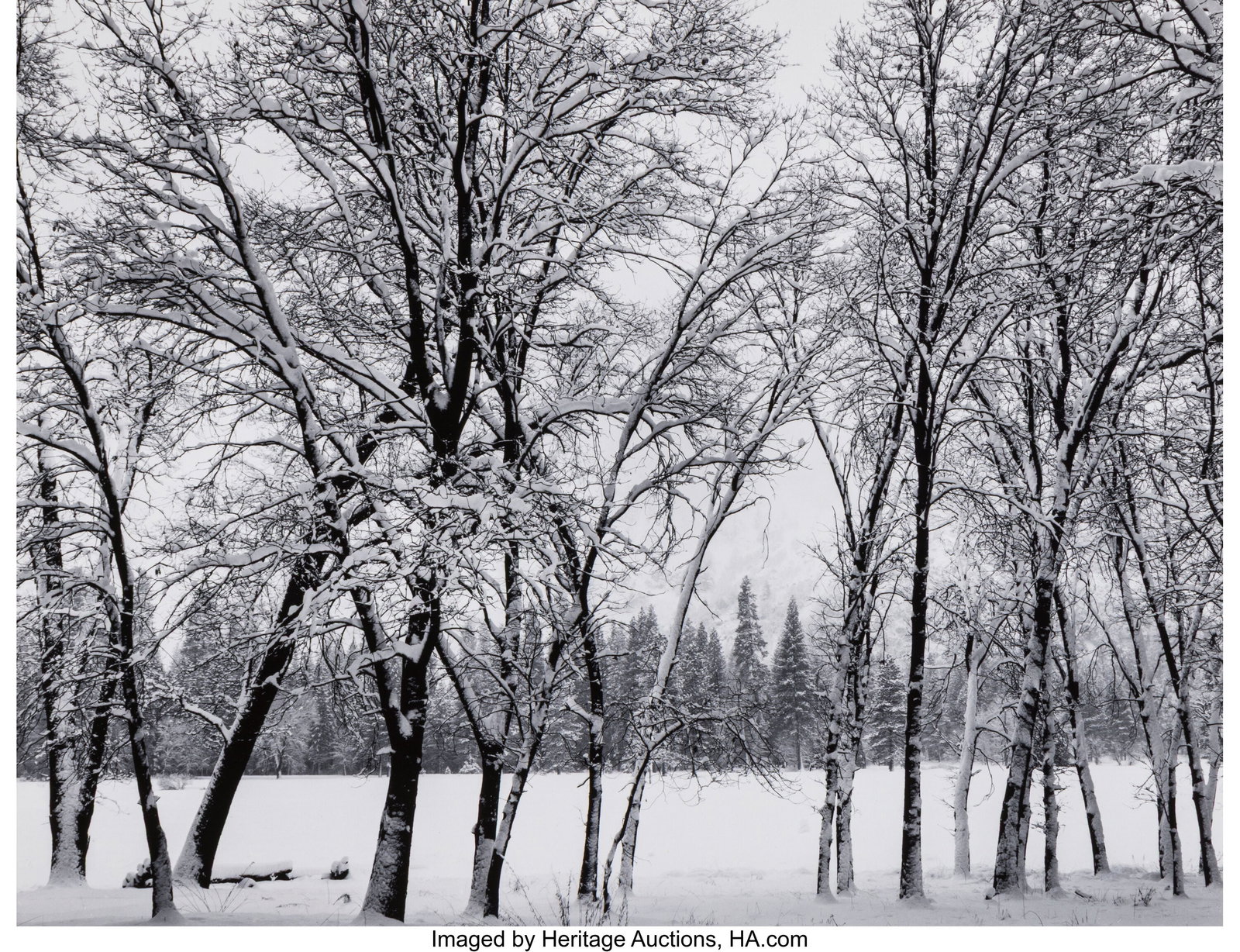 Ansel Adams (American, 1902-1984) Young Oaks, Wi