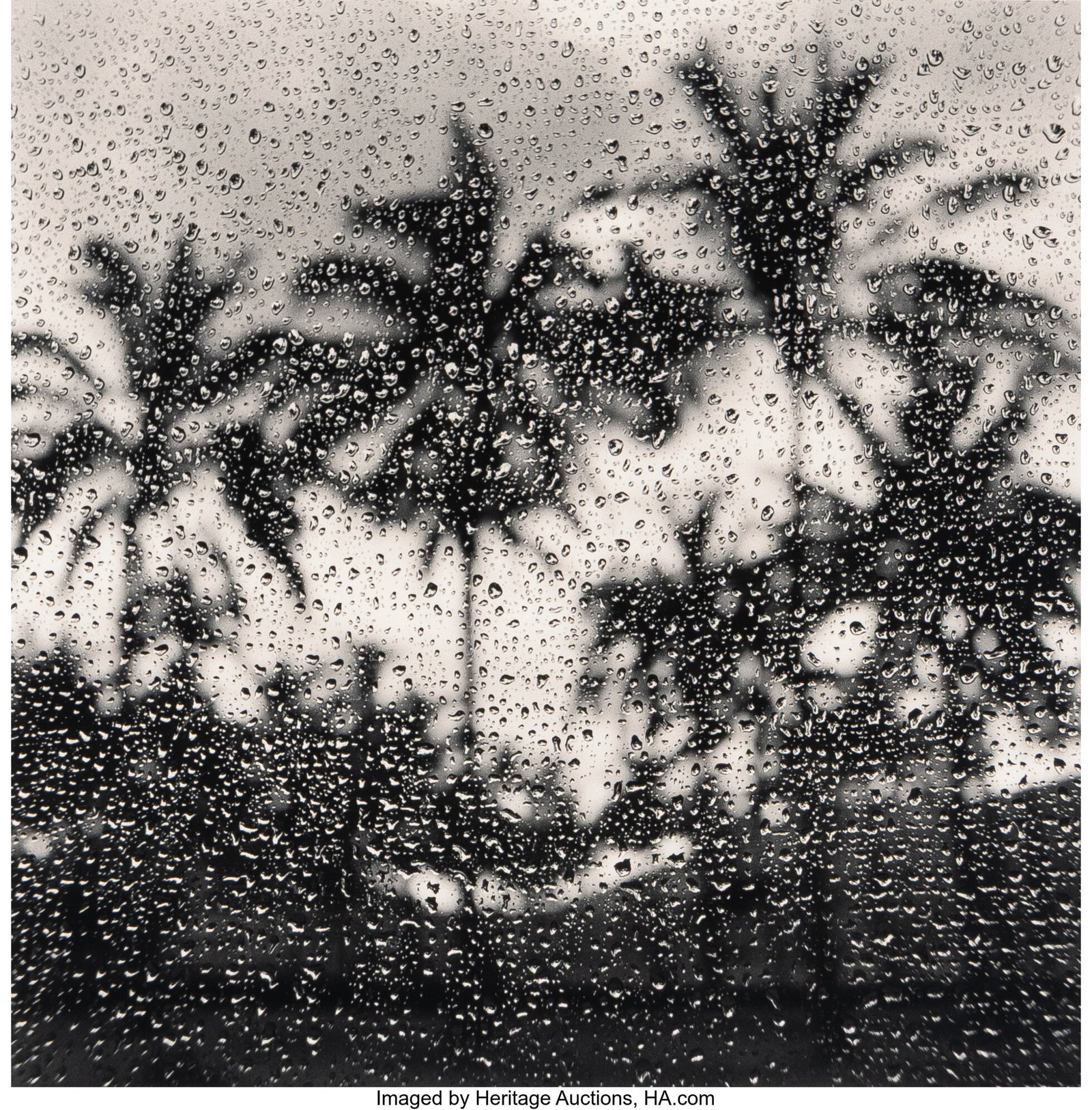 Michael Kenna (British/American, b. 1953) Palm T (1 of 2)