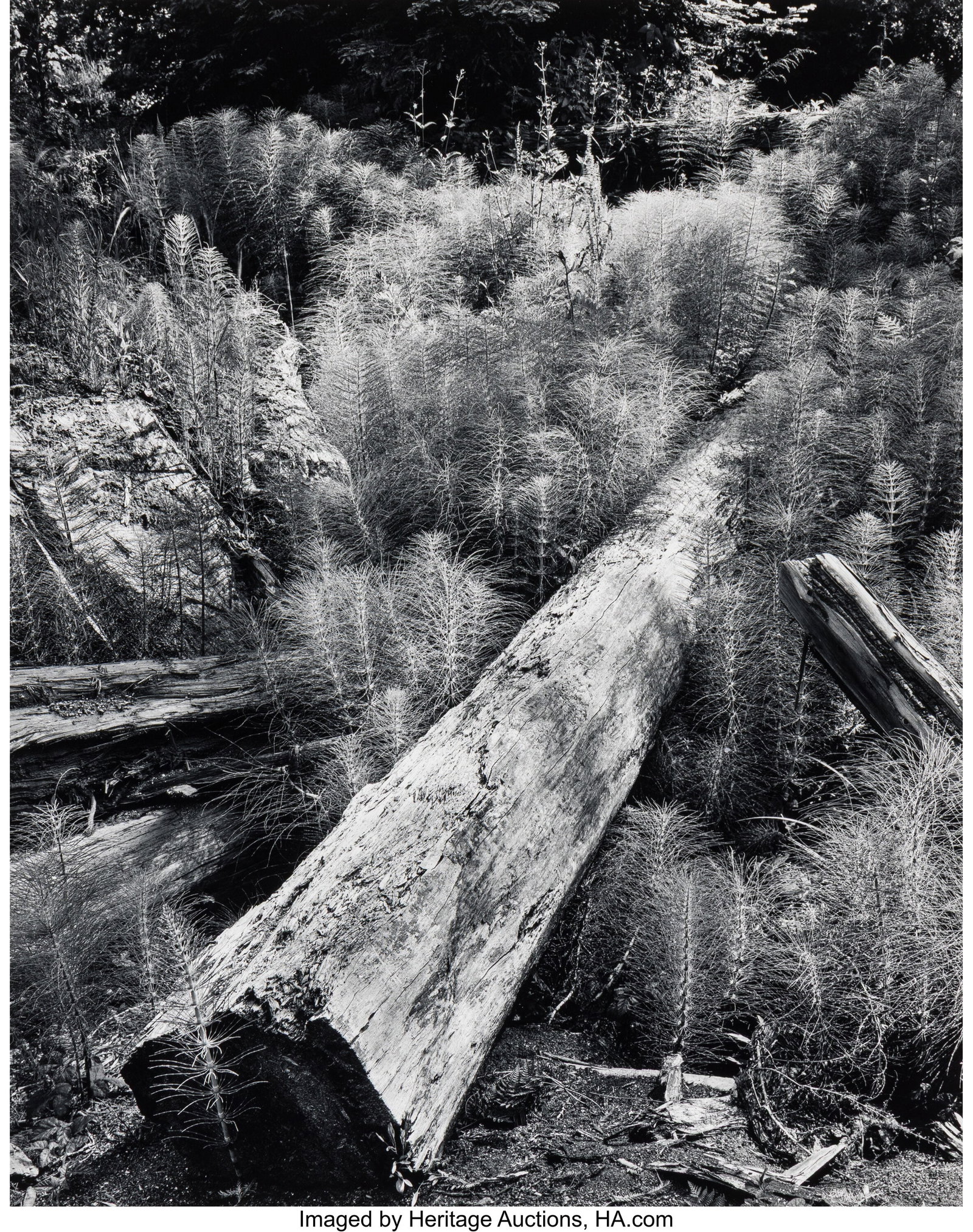 Wynn Bullock (American, 1902-1975) Log and Horse