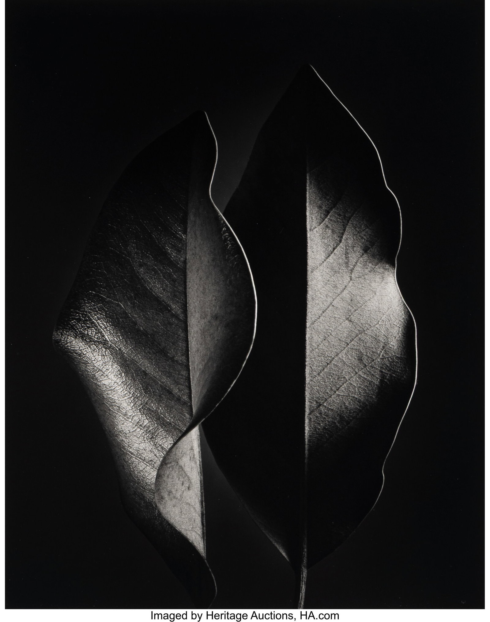 Ruth Bernhard (American, 1905-2006) Two Leaves,  (1 of 2)
