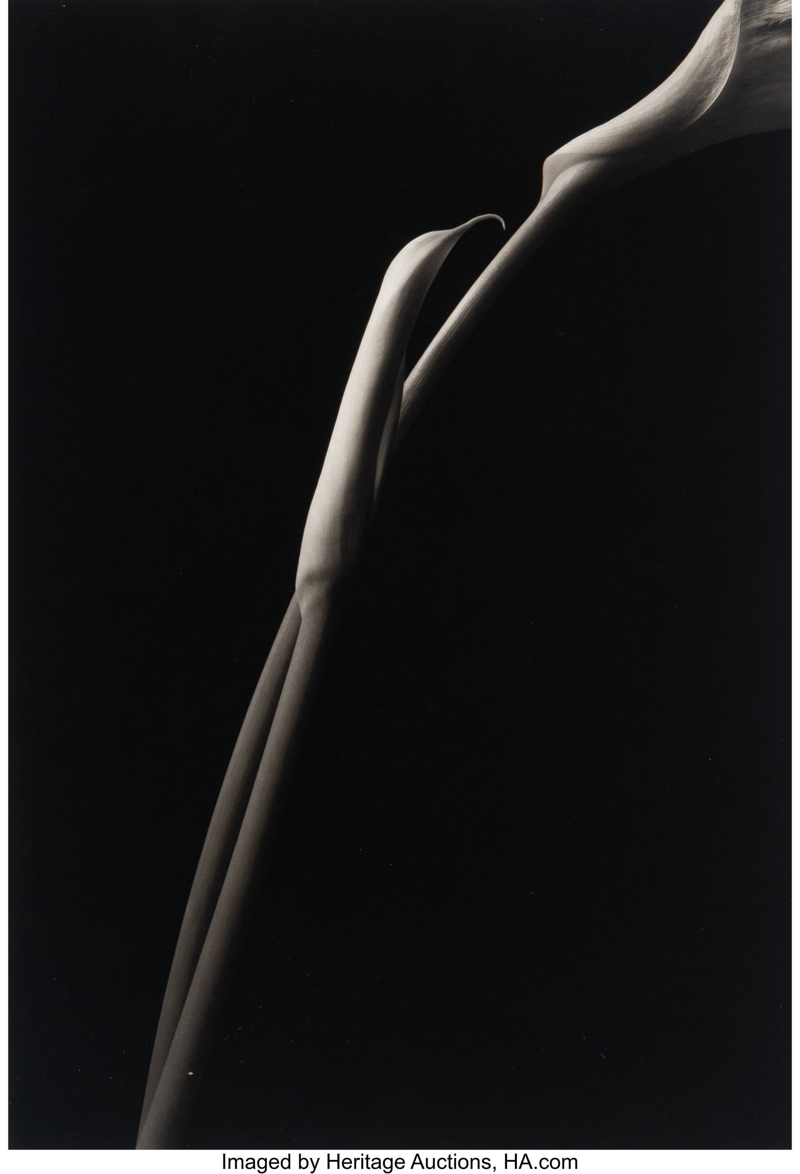 Kenro Izu (American/Japanese, b. 1949) Still Lif: Kenro Izu (American/Japanese, b. 1949) Still Life #636, 1998 Platinum Palladium print 20 x 13-1/4 inches (50.8 x 33.7 cm) (image&r
