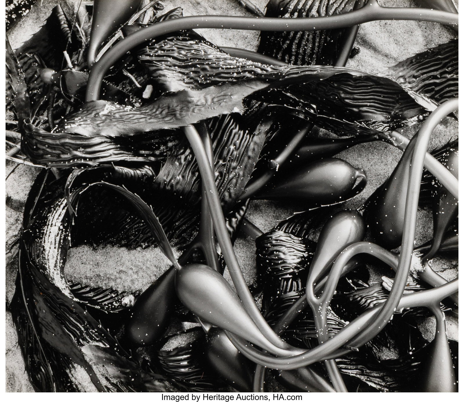 Brett Weston (American, 1911-1993) Kelp, 1970 G (1 of 2)