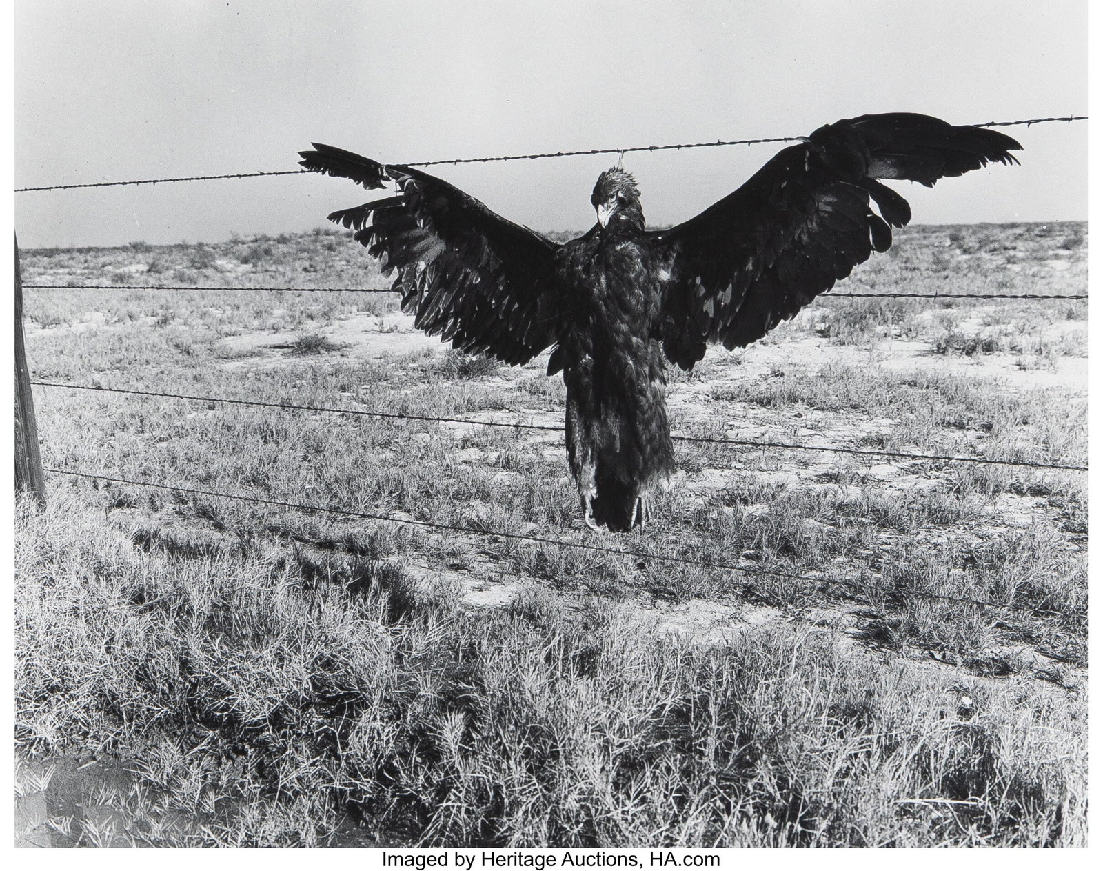 Dorothea Lange (American, 1895-1965) A Very Blue (1 of 2)