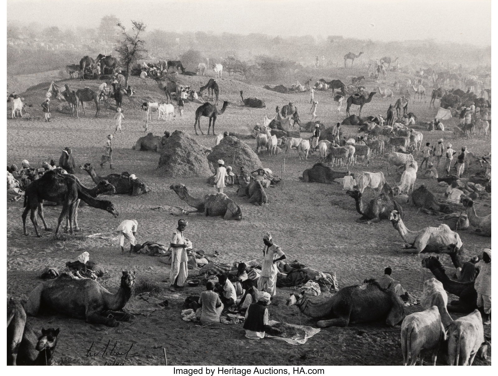 Marc Riboud (French, 1923-2016) Camel Market, 19 (1 of 3)