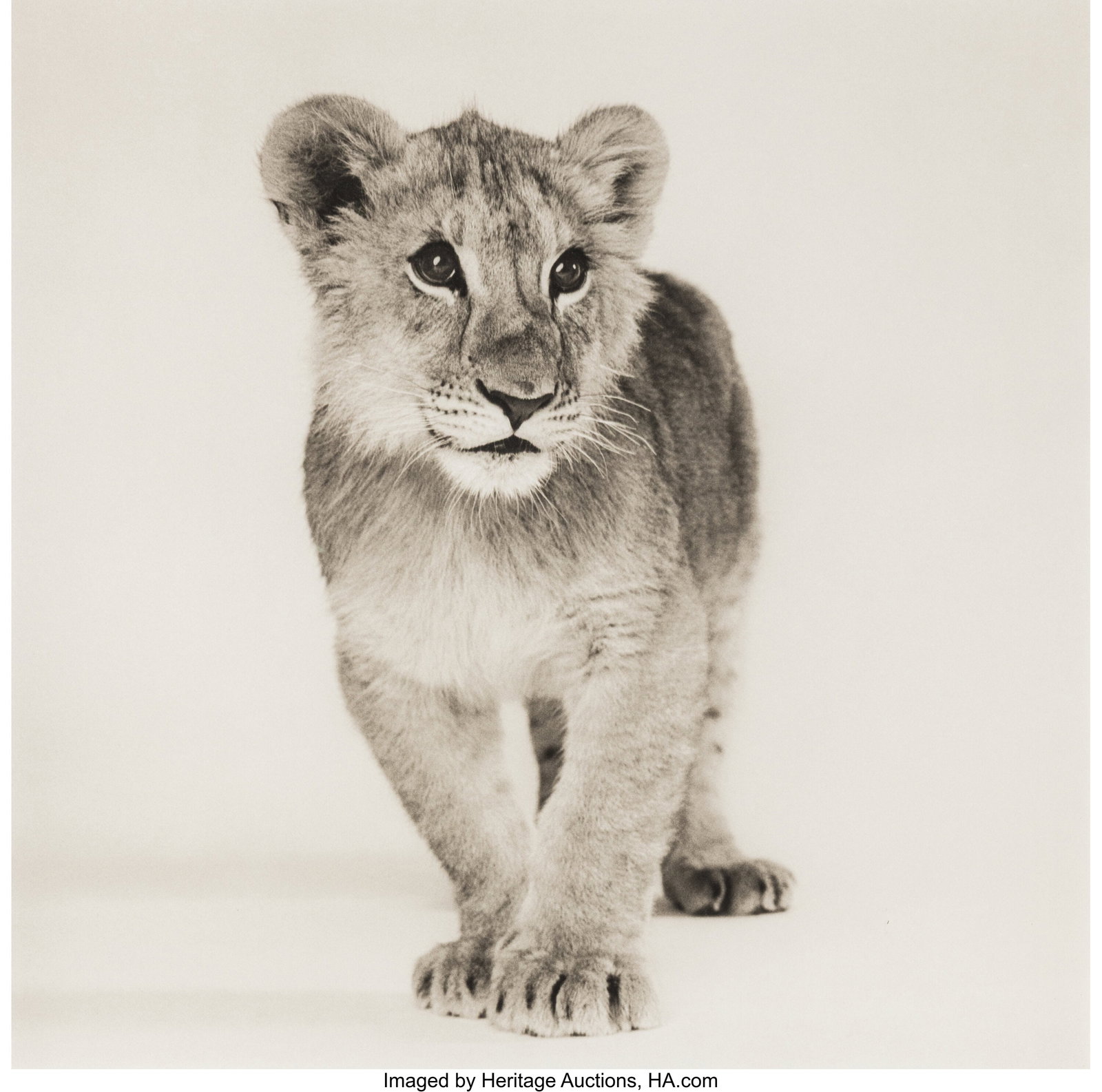 Michael O'Neill (American, b. 1946) Lion, 1991 P: Michael O'Neill (American, b. 1946) Lion, 1991 Platinum palladium print, printed 2007 13-7/8 x 13-7/8 inches (35.2 x 35.2 cm) (i