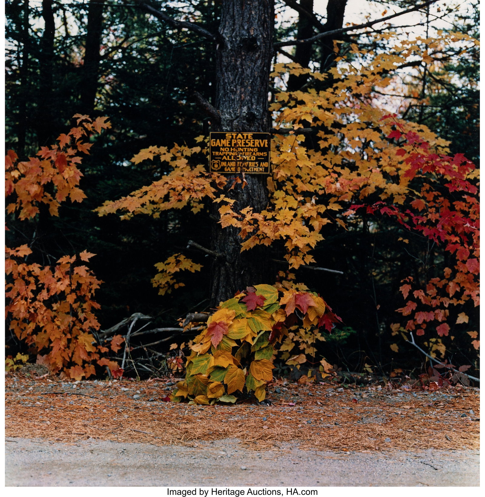 William Wegman (American, b. 1943) Rangeley, Mai: William Wegman (American, b. 1943) Rangeley, Maine, 1981 Dye transfer print 19 x 19 inches (48.3 x 48.3 cm) (image) 24 x 20 inches 