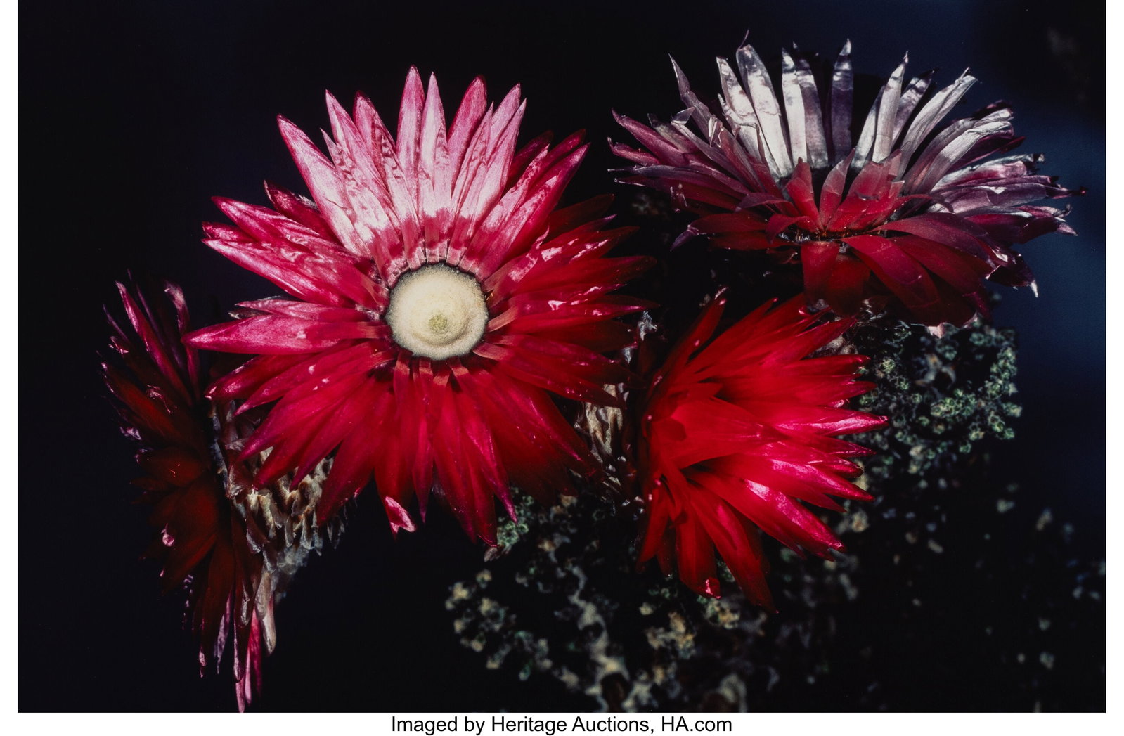 Nobuyoshi Araki (Japanese, b. 1940) Flower, 1997 (1 of 2)