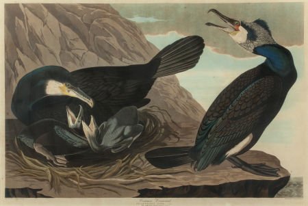 JOHN JAMES AUDUBON (American, 1785-1851) Common : JOHN JAMES AUDUBON (American, 1785-1851) Common Cormorant or Great Cormorant (Phalacroco