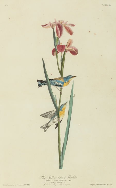 JOHN JAMES AUDUBON (American, 1785-1851) Blue Ye: JOHN JAMES AUDUBON (American, 1785-1851) Blue Yellow-back Warbler or Northern Parula (Pa