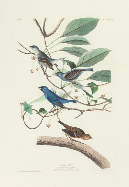 JOHN JAMES AUDUBON (American, 1785-1851) Indigo-: JOHN JAMES AUDUBON (American, 1785-1851) Indigo-bird or Indigo Bunting (Passerina cyanea