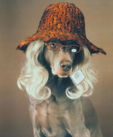 WILLIAM WEGMAN (American, b. 1943) Reader, 1999: WILLIAM WEGMAN (American, b. 1943)Reader, 1999Iris print, 199919-1/2 x