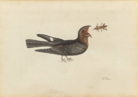 MARK CATESBY (British, 1672-1749) Accipiter Palu: MARK CATESBY (British, 1672-1749)Accipiter Palumbarius and Caprimulgus&