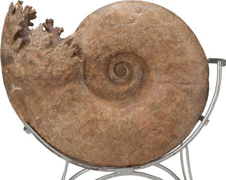 A LARGE CRETACEOUS AMMONITE WITH WROUGHT METAL S (1 of 2)