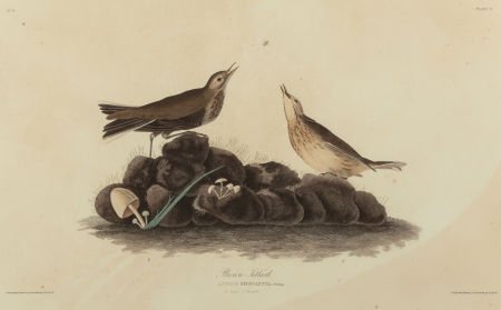 JOHN JAMES AUDUBON (American, 1785-1851) Brown L (1 of 2)