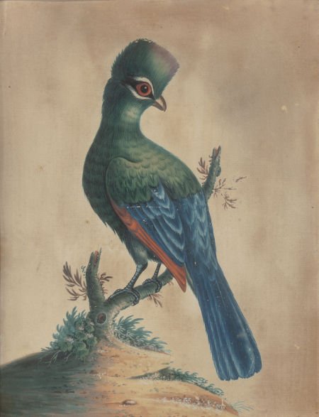 BRITISH SCHOOL (19th Century) Bird Portraits (tw (1 of 2)