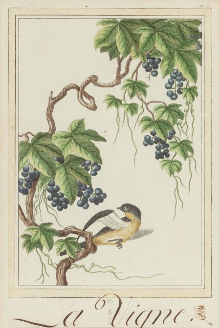 CHINESE/FRENCH SCHOOL (18th Century) Botanical S (1 of 2)