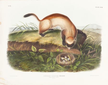 John James Audubon. Putorius Nigripes - Plate XC (1 of 1)