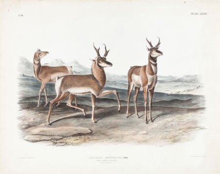 John James Audubon (1785-1851). Antilope America (1 of 1)