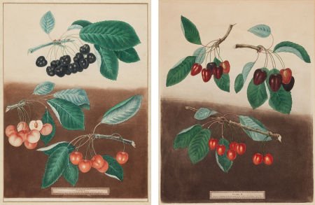 [Botanical]. George Brookshaw. Two Hand-Colored: [Botanical]. George Brookshaw. Two Hand-Colored Prints from Pomona Britannica</