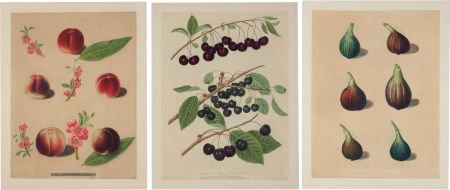 [Botanical]. George Brookshaw. Three Hand-Colore: [Botanical]. George Brookshaw. Three Hand-Colored Prints from Pomona Britannica