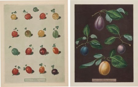 [Botanical]. George Brookshaw. Two Hand-Colored: [Botanical]. George Brookshaw. Two Hand-Colored Prints from Pomona Britannica</