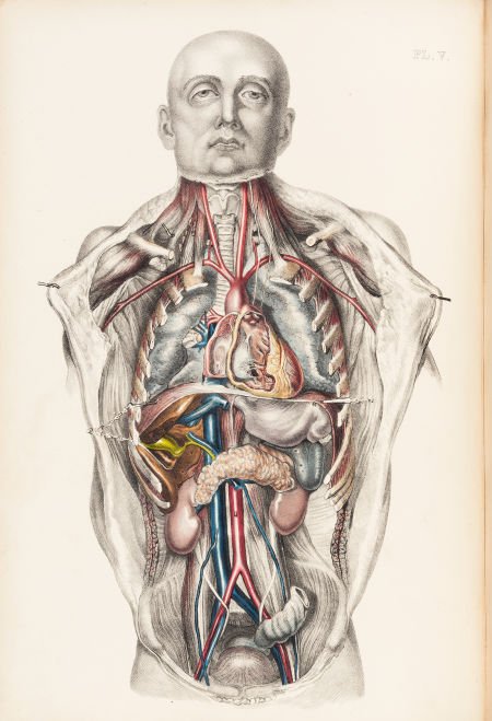 [Anatomy]. Francis Sibson. Medical Anatomy: or,: [Anatomy]. Francis Sibson. Medical Anatomy: or, Illustrations of the Relative Posit
