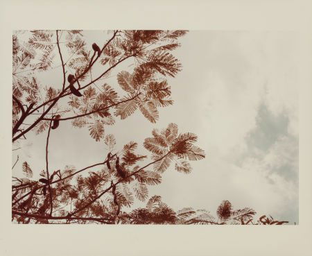 William Eggleston (American, b. 1939) Botanical: William Eggleston (American, b. 1939)Botanical Study, circa 1978Dye coupler