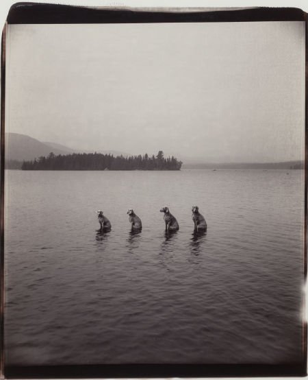 William Wegman (American, b. 1943) Piling, 1998: William Wegman (American, b. 1943)Piling, 1998Unique Polaroid24 x 20 in