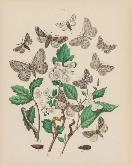 After Carl Friedrich Wilhelm Berge Schmetterling (1 of 5)