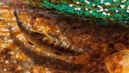 Richard Smith (British, b. 1955) Brown Trout (tw (1 of 5)