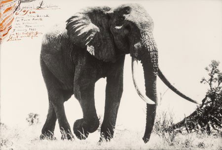 Peter Beard (American, b. 1938) Large Tusker, ci: Peter Beard (American, b. 1938)Large Tusker, circa 110-115 pounder, near Kattremula, on