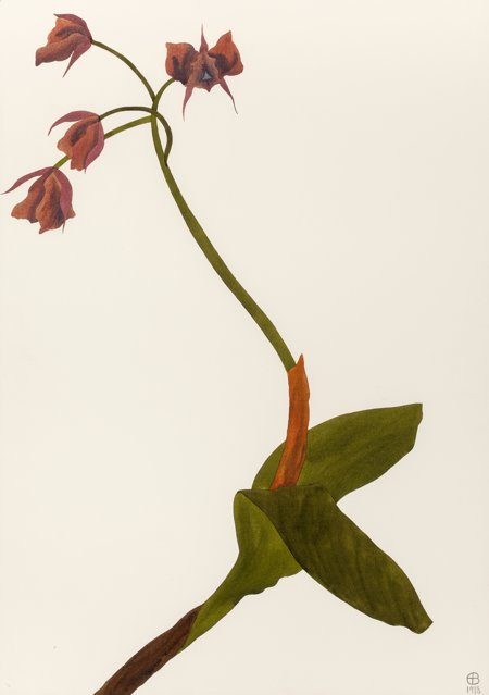 Ed Baynard (American, b. 1940) Red Orchid, 1978: Ed Baynard (American, b. 1940)Red Orchid, 1978Watercolor on paper41-1/2