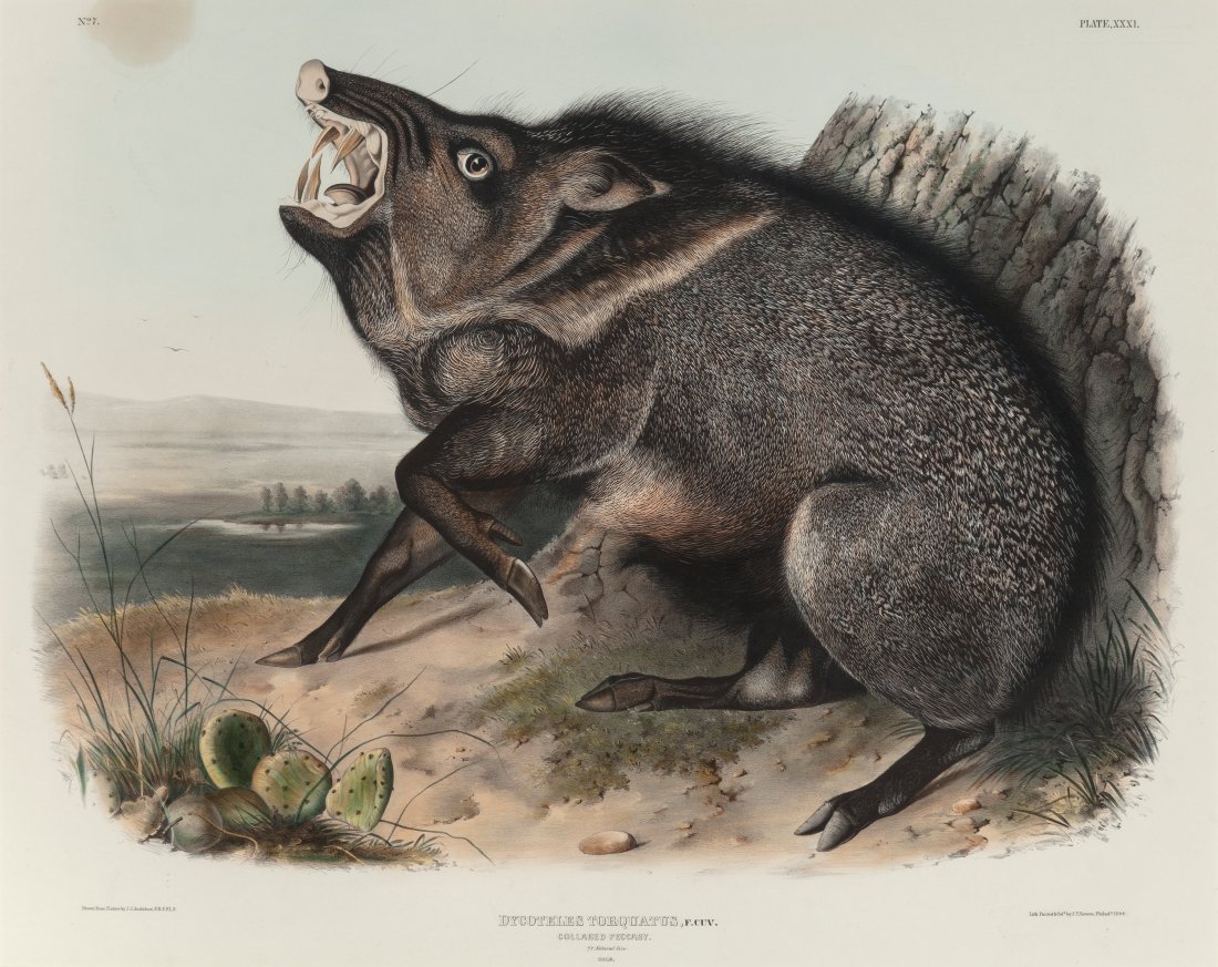 After John James Audubon (American, 1785-1851) A: After John James Audubon (American, 1785-1851) American Bison, Bos Americanus (No. 12, Plate LVI