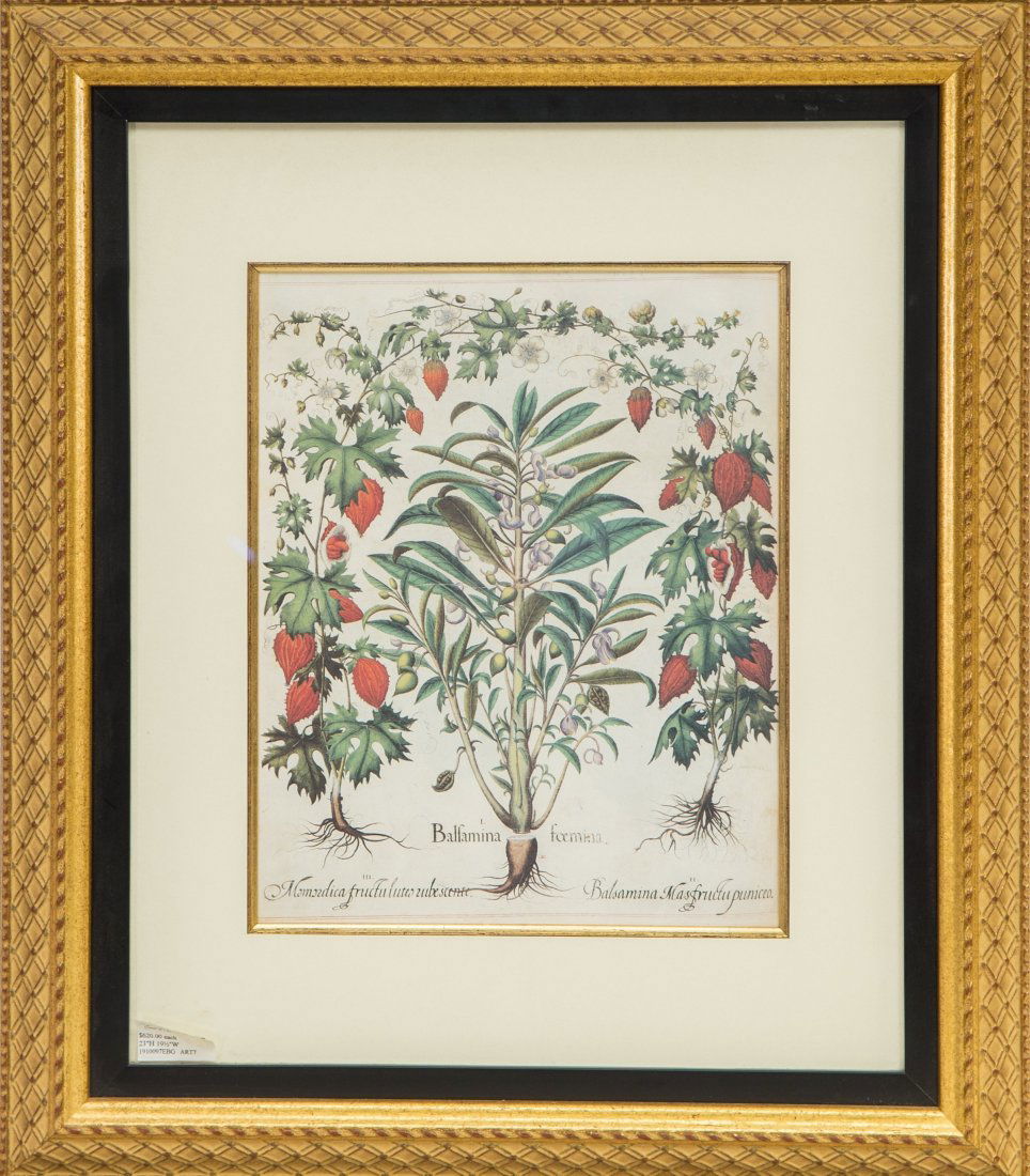 A Botanical Lithograph 23 x 19-1/2 inches (58.4 x 49.5 (1 of 1)