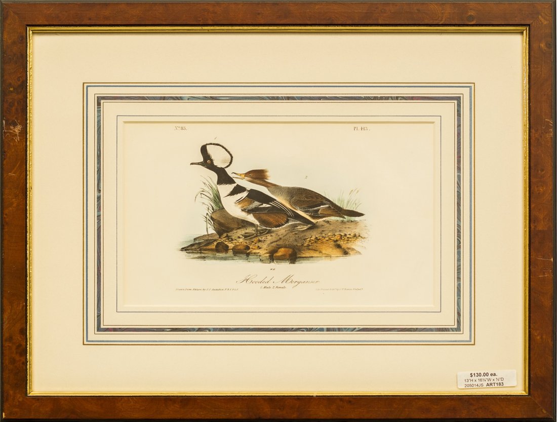 A Pair of Bird of North America Lithographs After John (1 of 2)