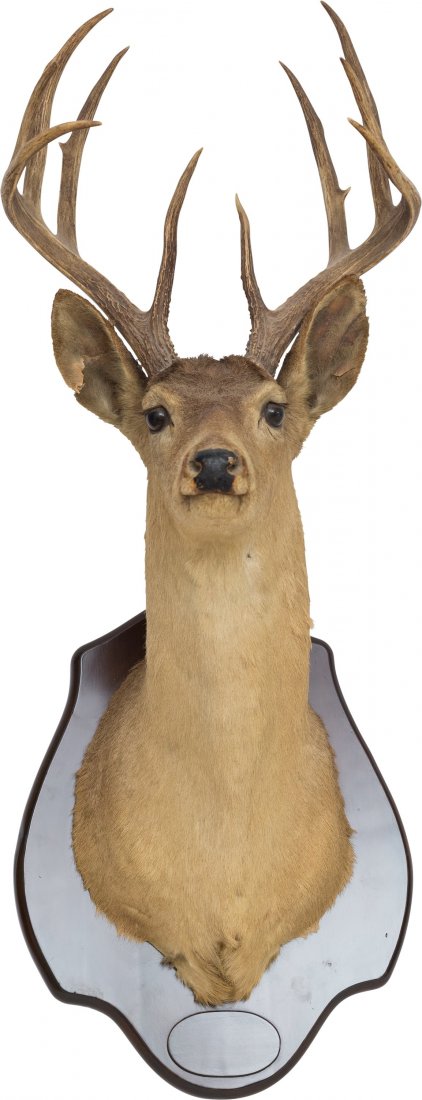 A Ten-Point Taxidermy Buck Deer Mount, 20th century 38: A Ten-Point Taxidermy Buck Deer Mount, 20th century38 h x 15 w x 18-3/4 d inches (96.5 x 38.1 x 47.6 cm)