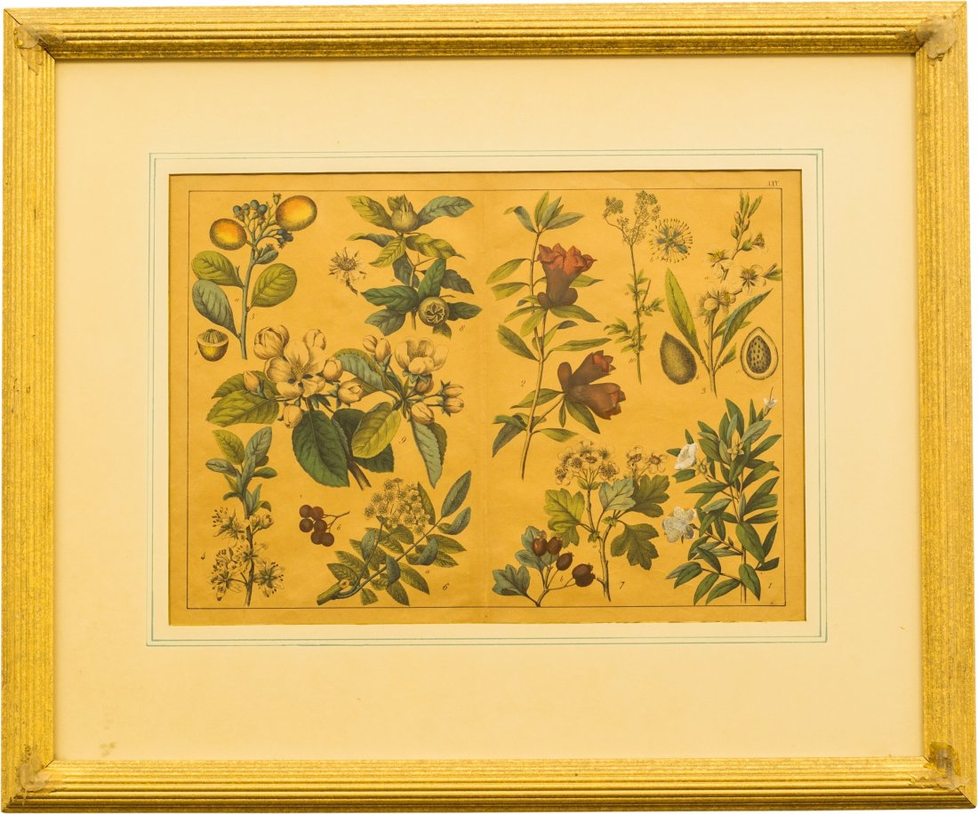 Set of Four Botanical Lithographs 19-7/8 x 23-3/4 inche (1 of 4)