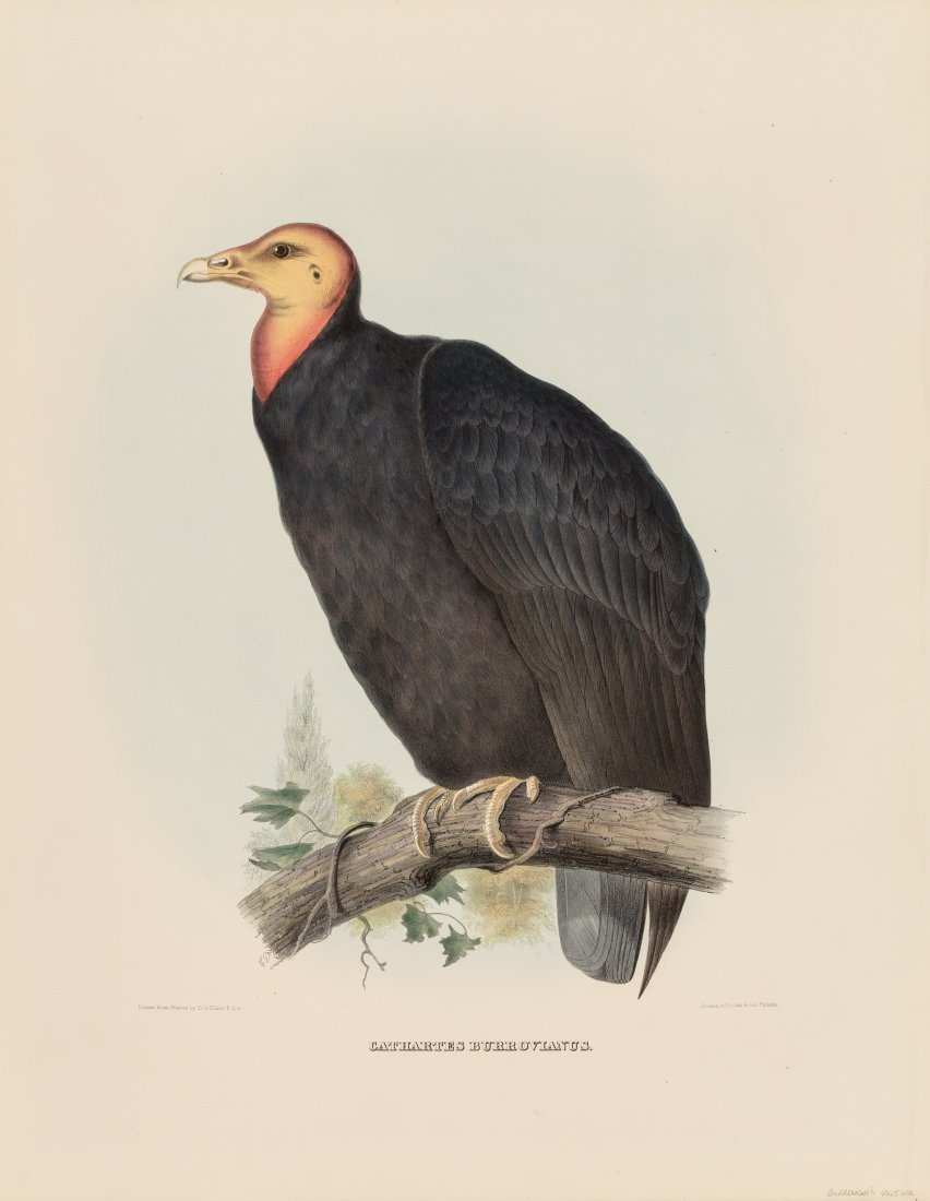 Daniel Girard Elliot (American, 1830-1907) Catha (1 of 4)