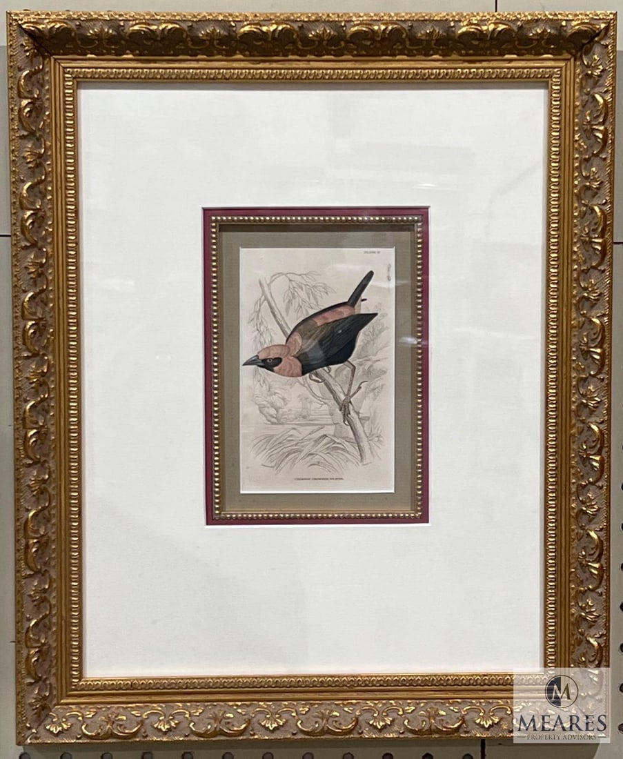 Framed Crimson-Crowned Weaver Plate 13 Print: Measures 14.5 x 17.5 framed. Was not removed from frame for further inspection.