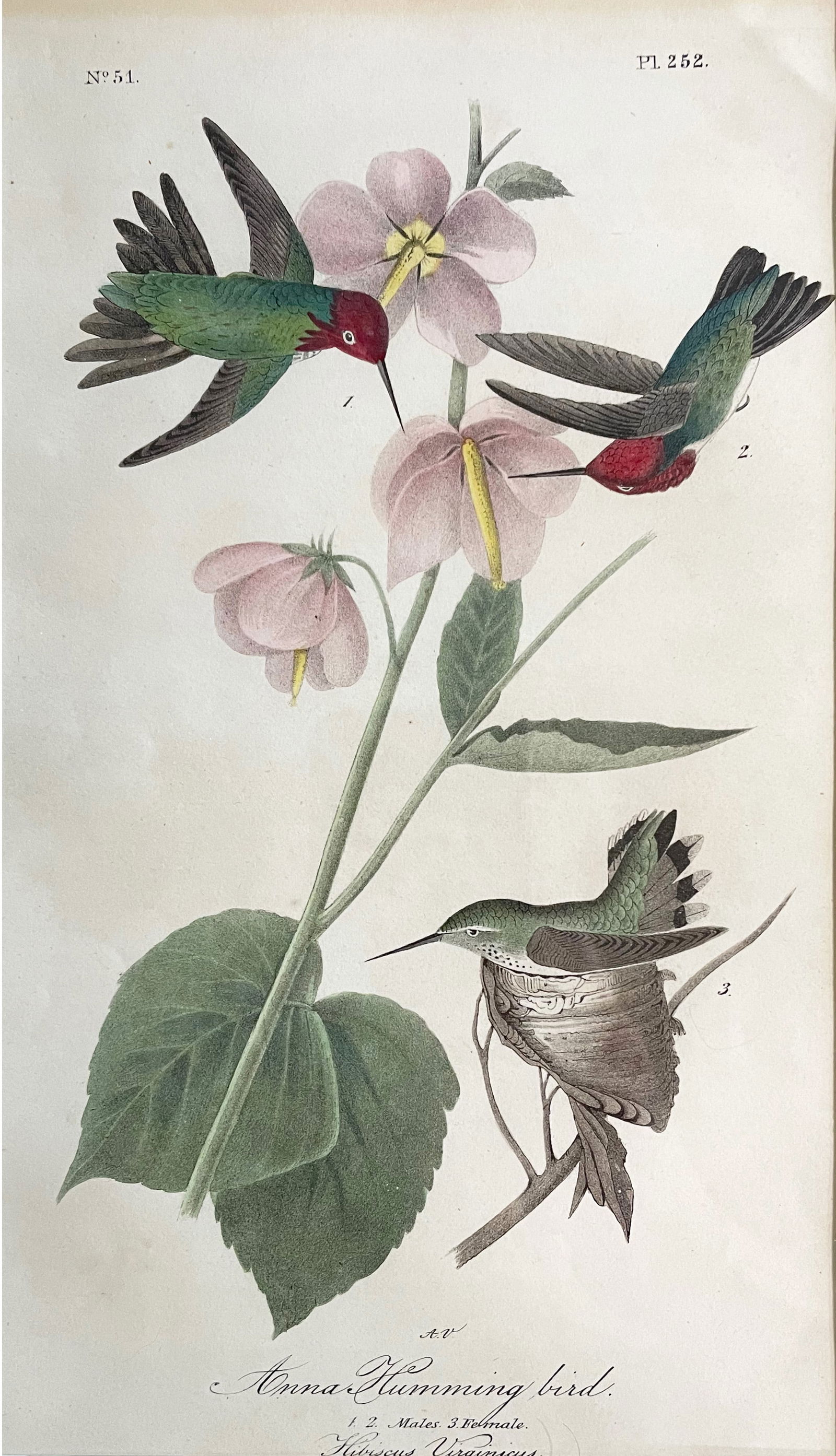 John James AUDUBON (1785-1851) Hand Colored Engraving--Anna Hummingbird (1 of 2)