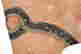 item-81340579=4