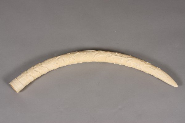 African or Indian Carved Ivory Tusk, 20th Century: Relief carved with lion, elephant and birds, 27" length. Condition: Fine.