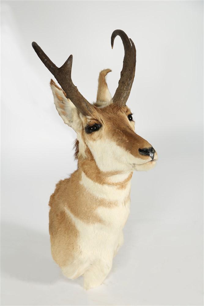 Pronghorn Deer Taxidermy Mount: Pronghorn Deer. Height: 32", Length: 13 1/2", Depth: 16". Pronghorn Deer shoulder mount.