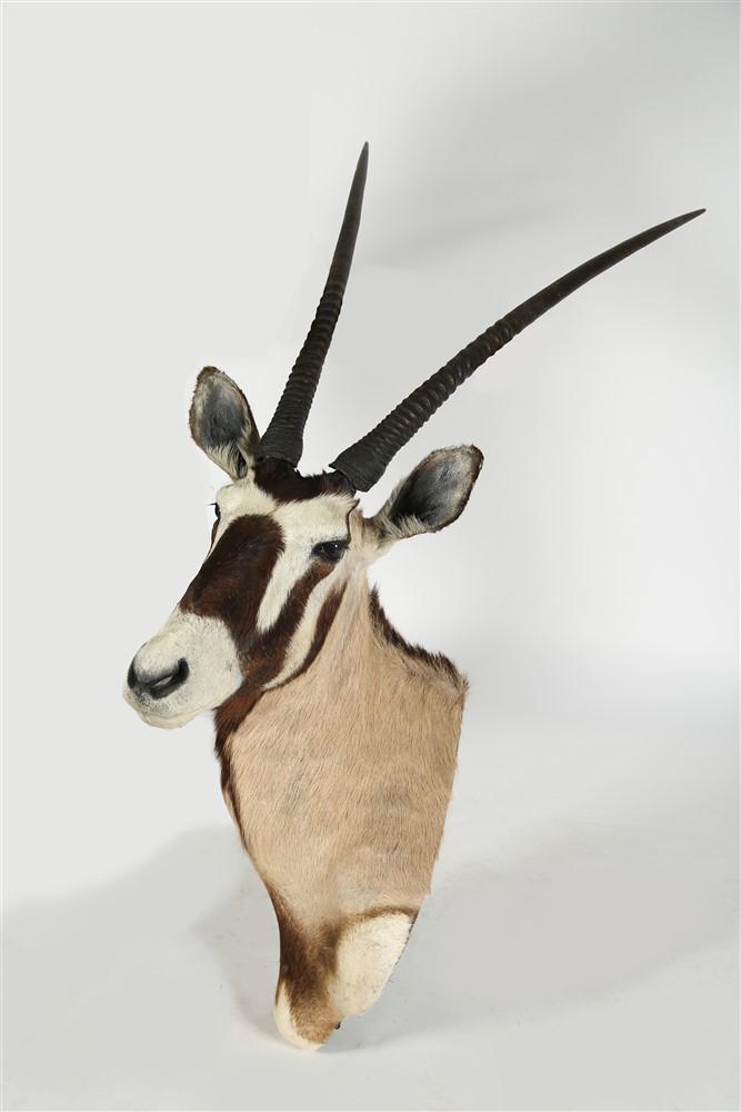 African Gemsbok Taxidermy Shoulder Mount: African Gemsbok. Height: 60" approx. including horns, Length: 13 1/2", Depth: 30". African Gemsbok taxidermy shoulder mount. Horns are removable.