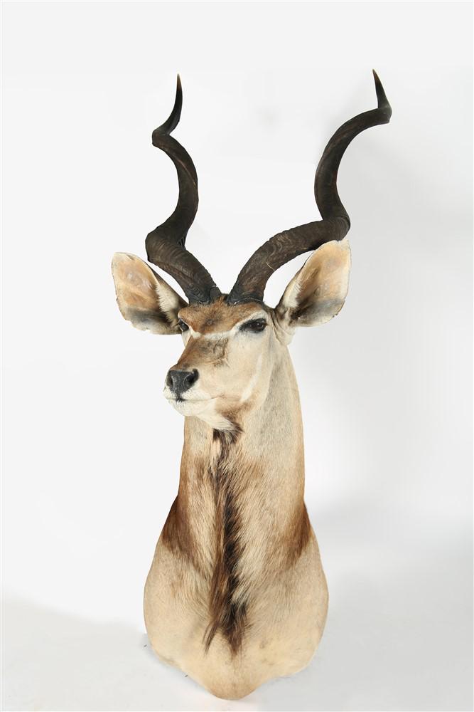African Kudu Taxidermy Shoulder Mount: African Kudu. Height: 75 1/2" approx. including horns, Length: 19 1/2", Depth: 27". African Kudu taxidermy shoulder mount. Horns are removable.