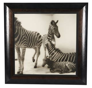 Lynn Geesaman (American), Zebra Photograph: Lynn Geesaman (American, b. 1938). Photograph from the "Natural History" series, 1985. Gelatin silver print. Sight: 18 1/2" x 18 1/2". Frame: 25 1/4" x 25 1/4". Photograph of four zebras in the interi